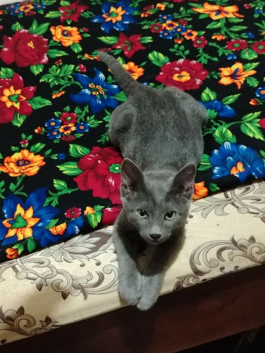 Russian blue mushugi