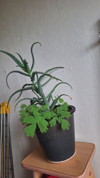 Продам Алоэ комнатный