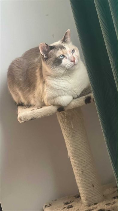Donez pisicuta de rasa Siamese