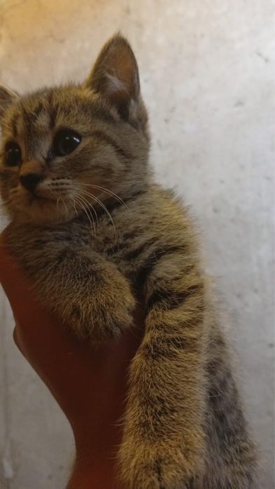 Отдадим котят в добрые руки