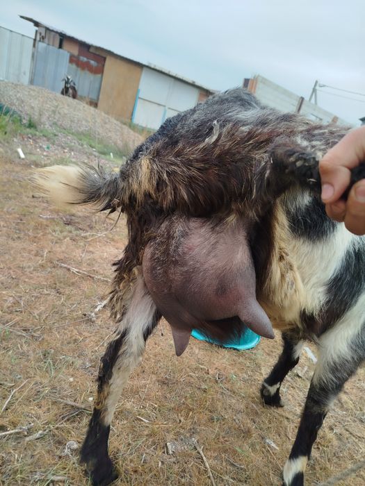 Козая дойная с козленком (девочка)