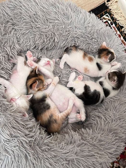 Котята даром в добрые руки красивые