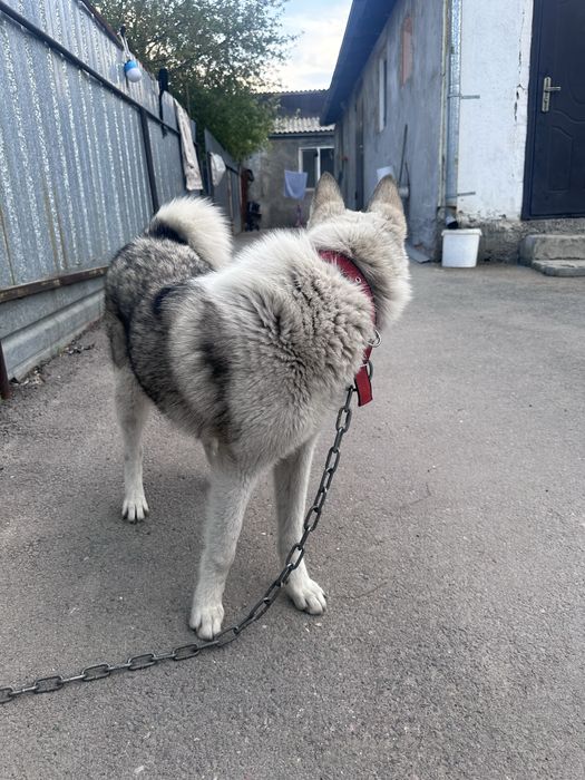 Западносибирская лайка