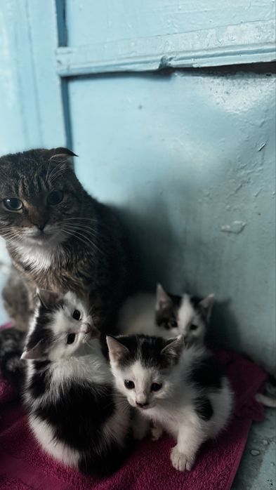 Отдам в добрые руки