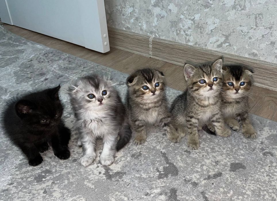 Mushuklar (кошка)