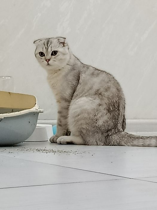 Oʻgʻil bola mushugimizga VIYAZKA  uchun Qiz bola mushu kere toza