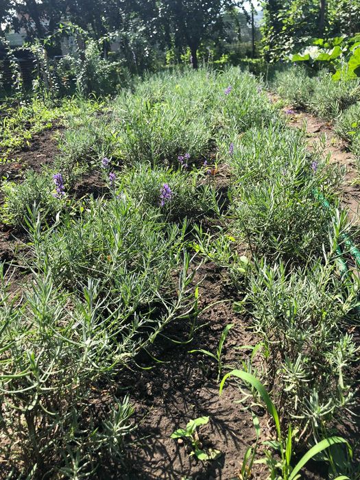 Butași Lavanda Anul 3-4