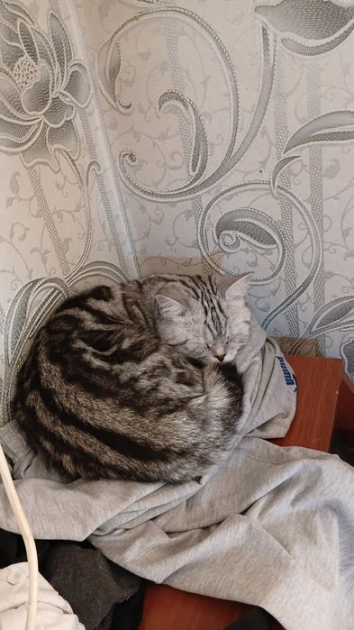 Отдам даром кошечку