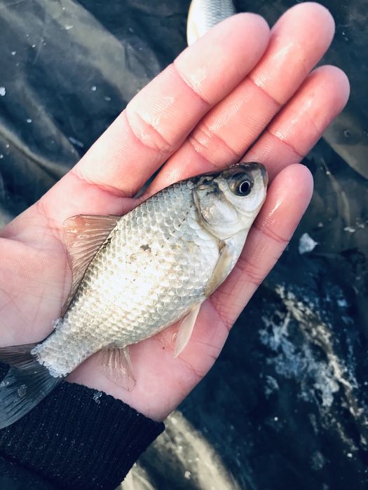 Живец    Карасик