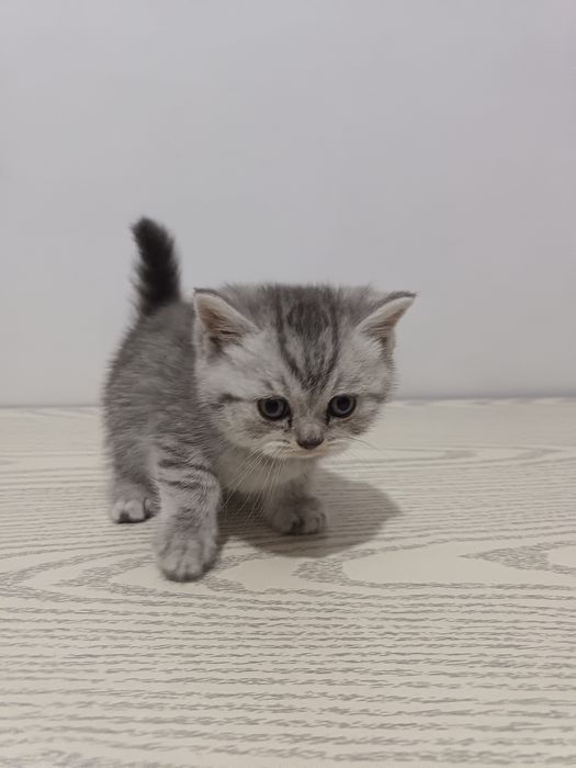 Мушук болари сотилади 4та бор