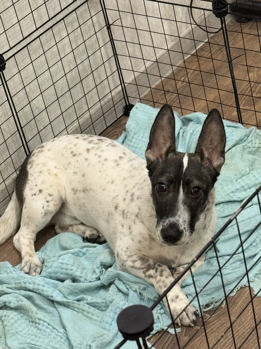 Отдам щенка в хорошие руки