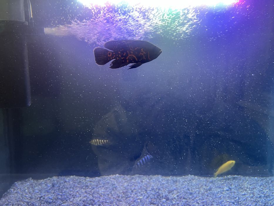 Акварииум с рыбками