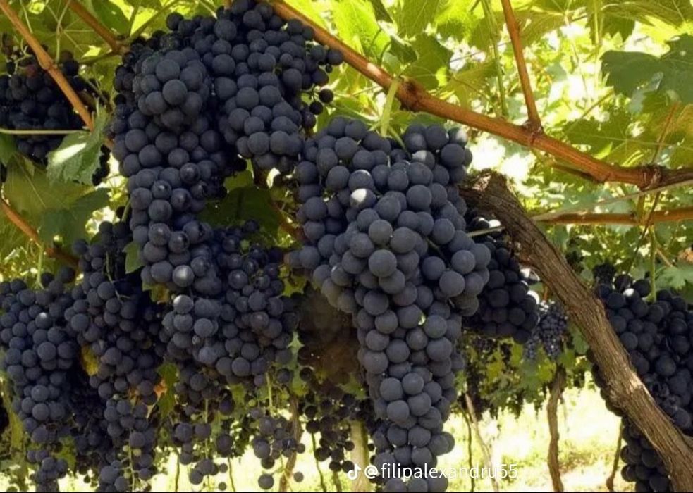 Struguri de vin,preț real,transport gratuit