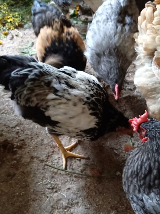 Продам петухов домашних.