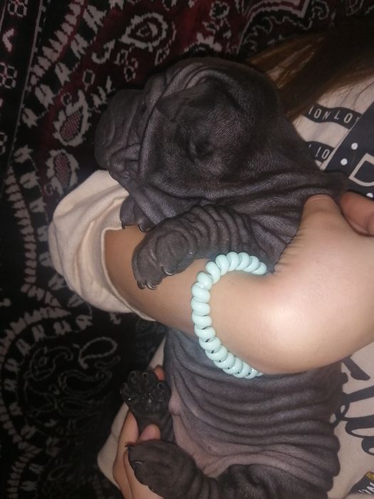 Шарпейчики бронь