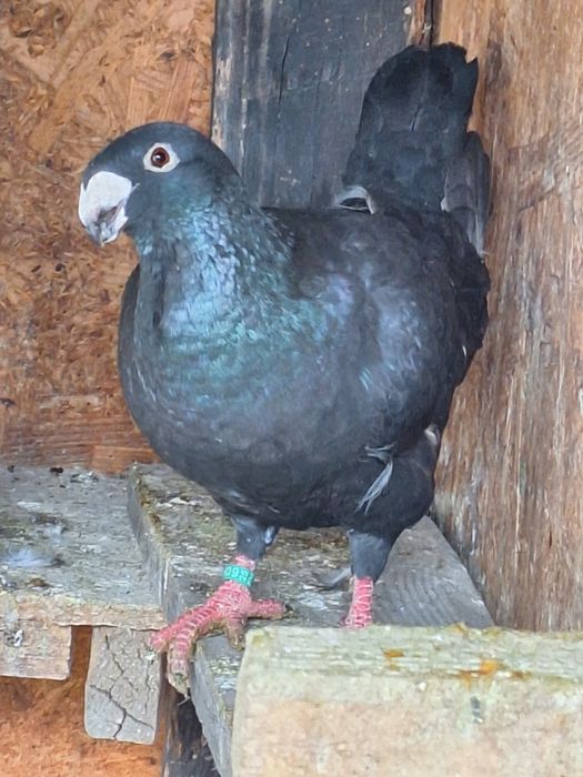 Voiajor german mascul