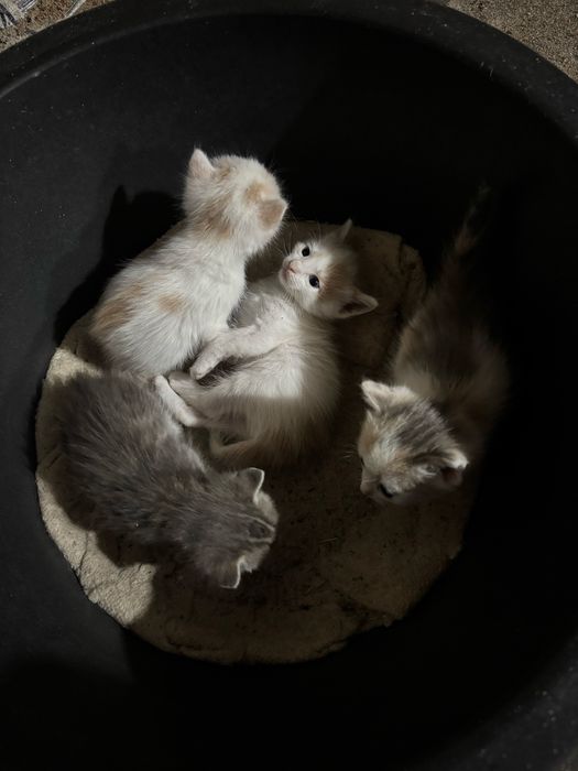 Отдам котят в добрые руки ! 3 девочки 1 мальчик