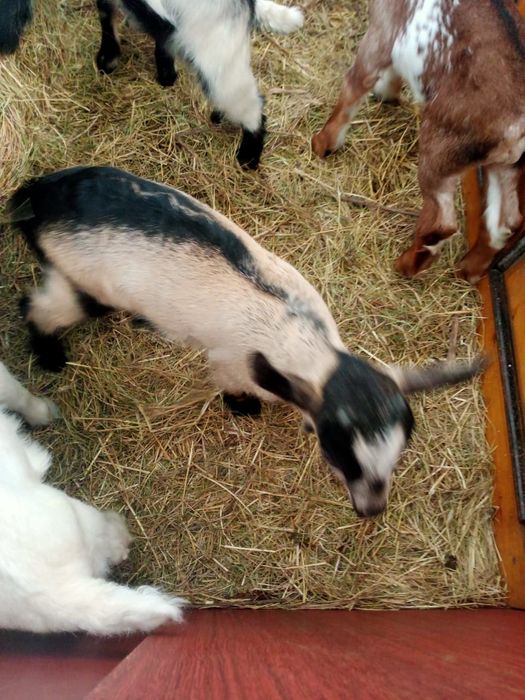 Козлики альпийцы