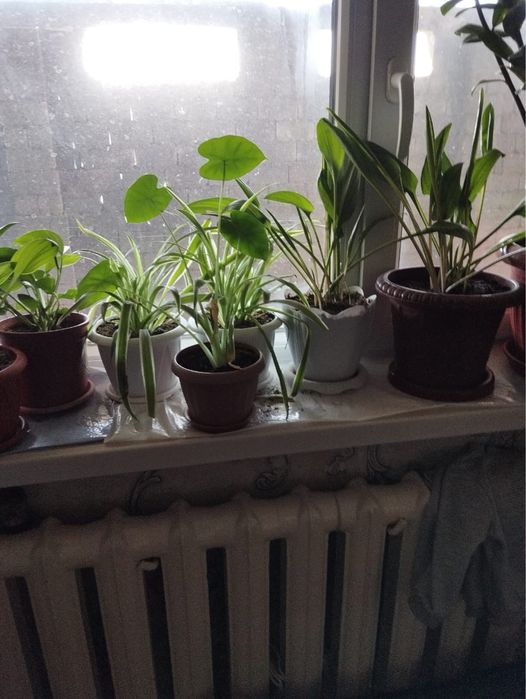 Комнатные растение