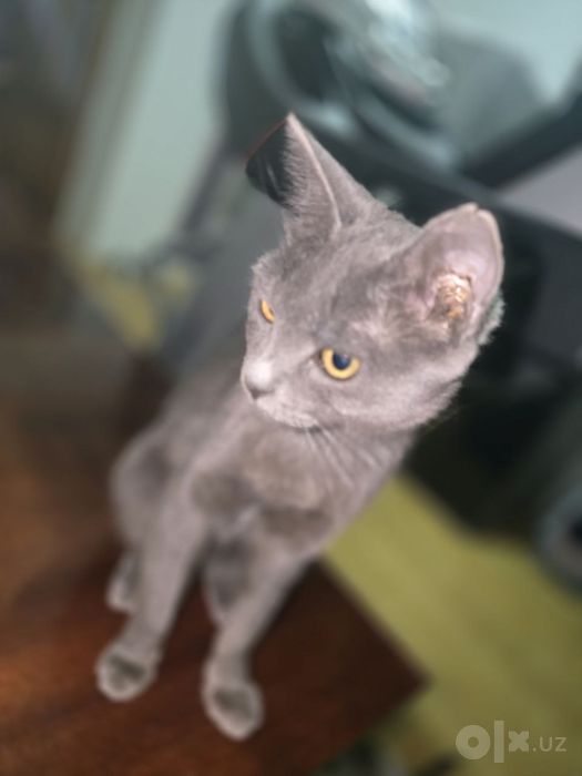 Кот, пепельный окрас