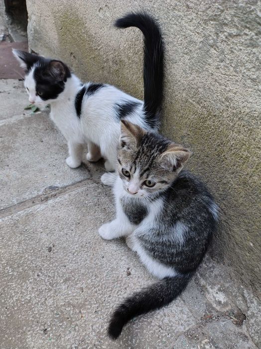 Подарявам дворни котенца