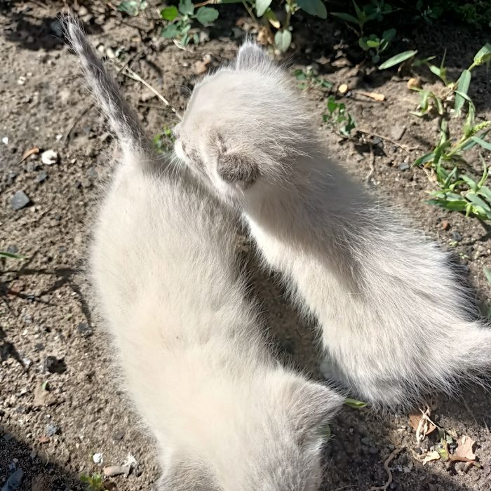 Отдам котят в добрые руки