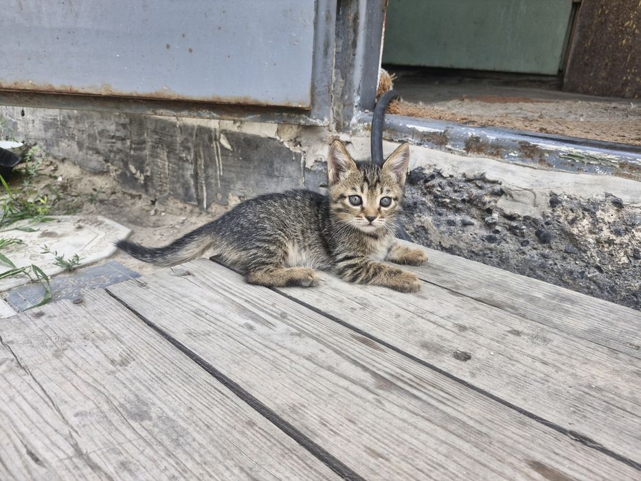 Отдаем котят в добрые руки