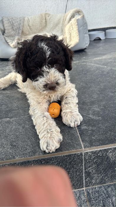 Lagotto romagnolo