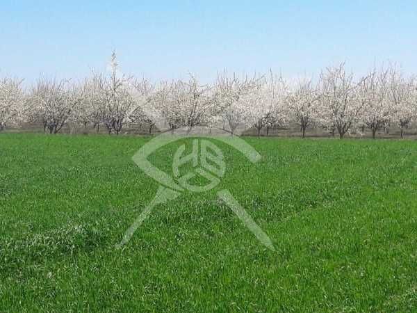 Парцел Цалапица 40317