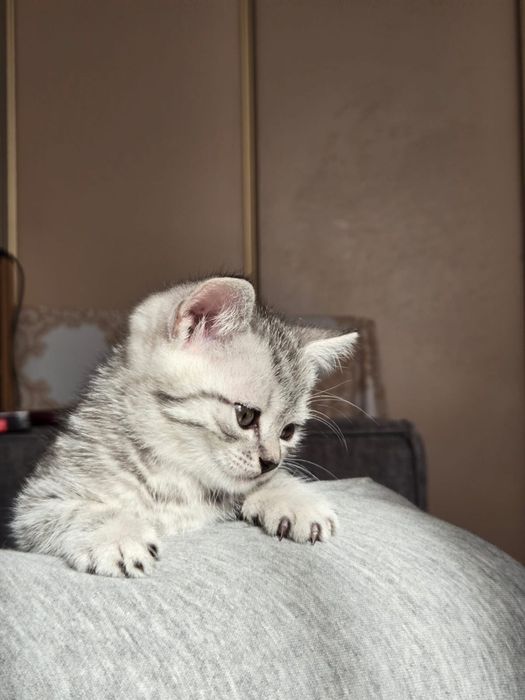 Бринаский котенок девочка британец