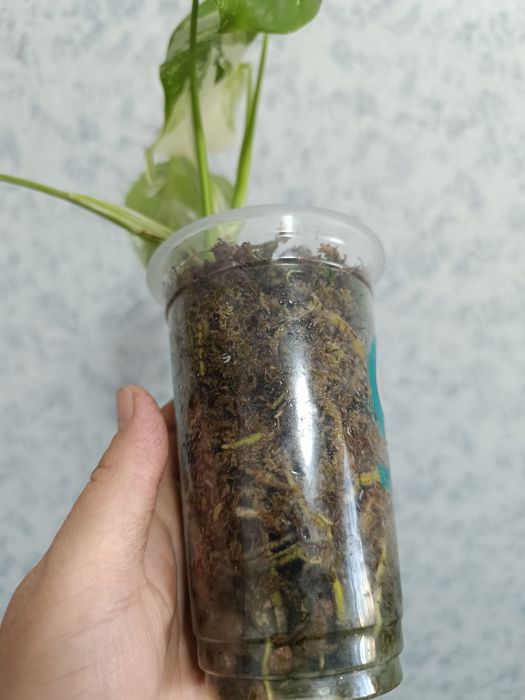 Монстера Альба продам