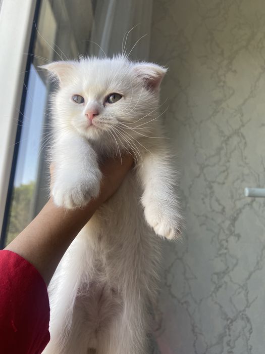 Zottor Mushukchalar sotiladi