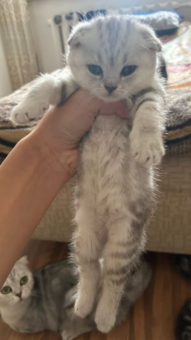 Скоттиш фолд(вислоухий шотландский котенок)