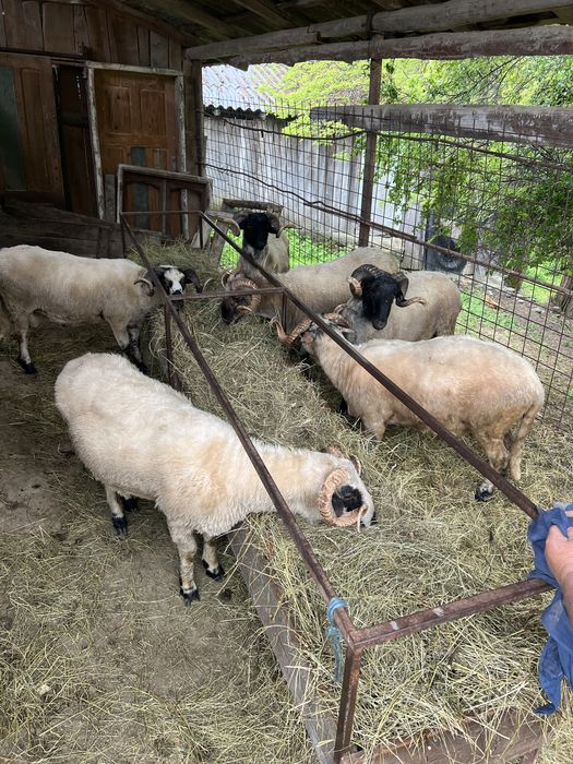 Vând noatini , în viu sau tăiați , preț per kilogram in detalii .