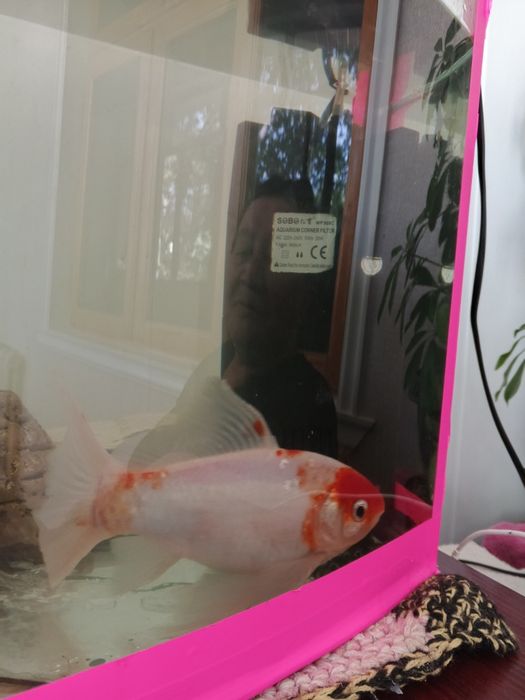 Аквариум со всеми удобствами