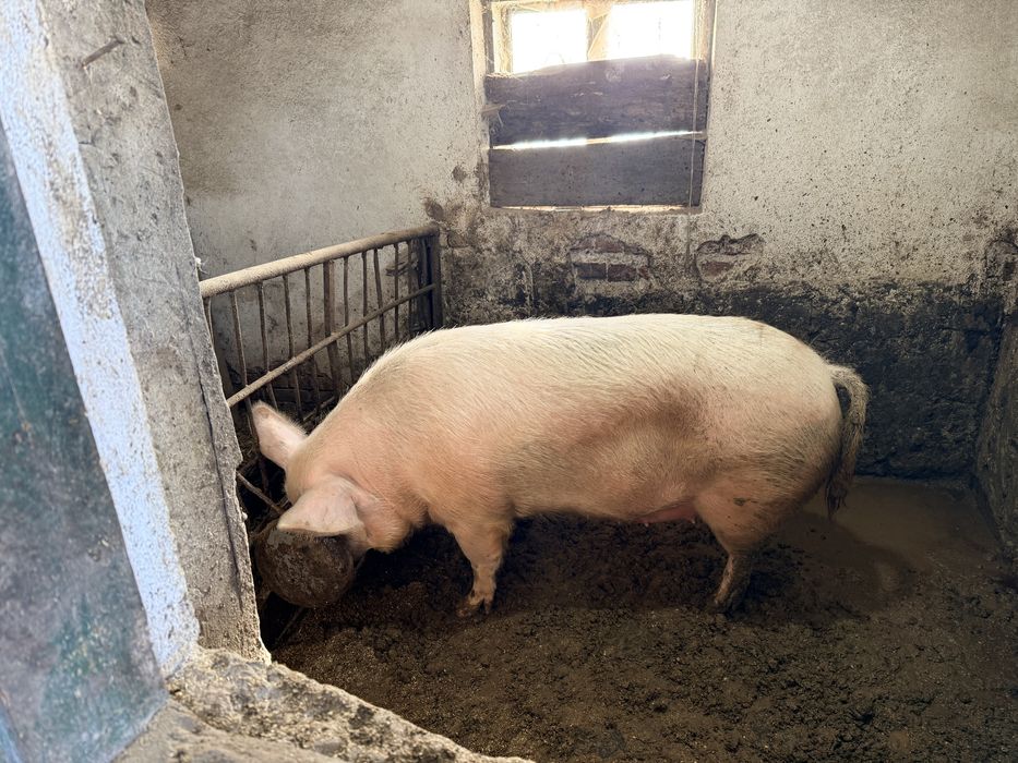 Женско прасе за празниците