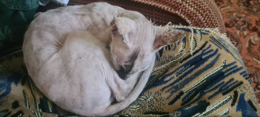 Сфинкс кошка продается в добрые руки, срочно,торг уместен