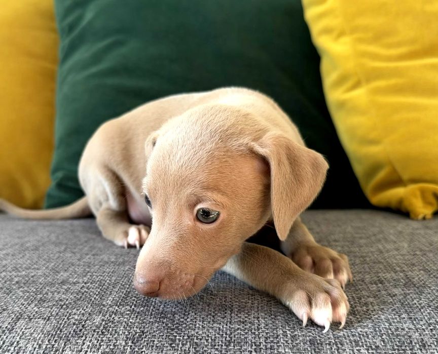 Италианска хрътка – изящество, благородство и безупречен произход