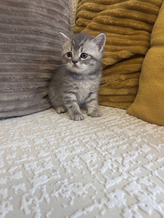 Baietel British Tabby Silver