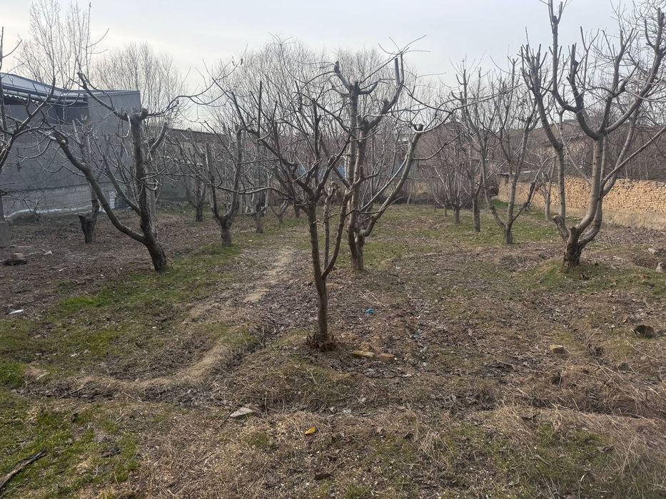 Oltin tepa toshmi posti