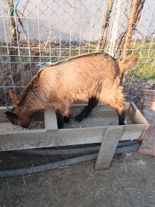 Vănd trei iezi de rasă