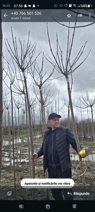 Mesteacăn /Leylandii