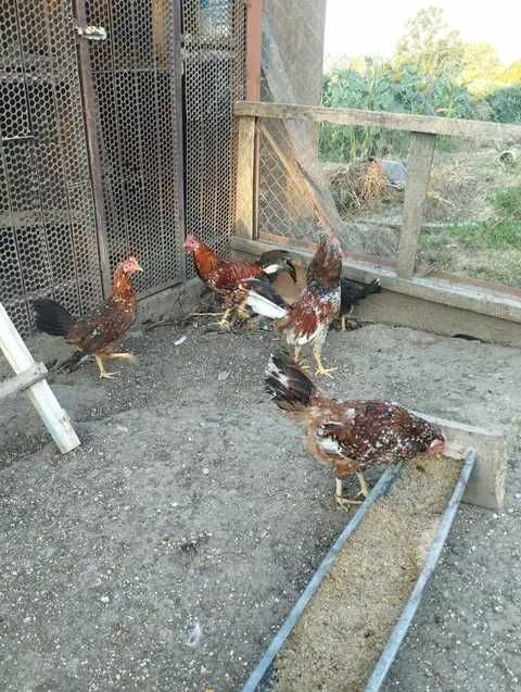 gaini italiene portelan