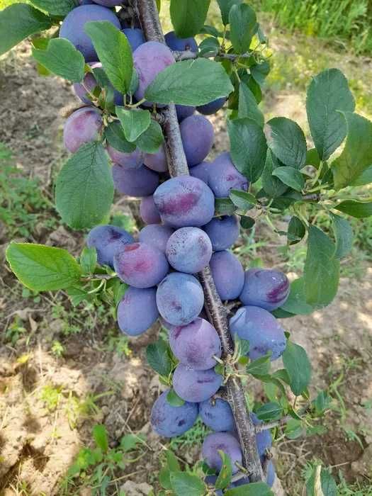 Vand Prune pentru Tuica si Palinca