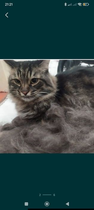 Стрижка кошек и собак