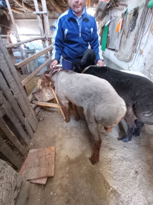 Кора кочкор овец кассоб хизмати