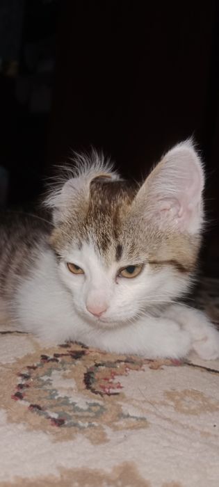 Мия ждёт свою семью