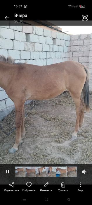 Жемде тұрған еркек тай сатылады