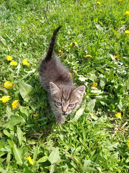 Отдам котёнка девочку в хорошие руки!