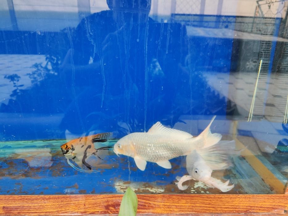 Балик Коя платина сотилади